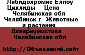 Лабидохромис Еллоу “Цихлиды“ › Цена ­ 70 - Челябинская обл., Челябинск г. Животные и растения » Аквариумистика   . Челябинская обл.